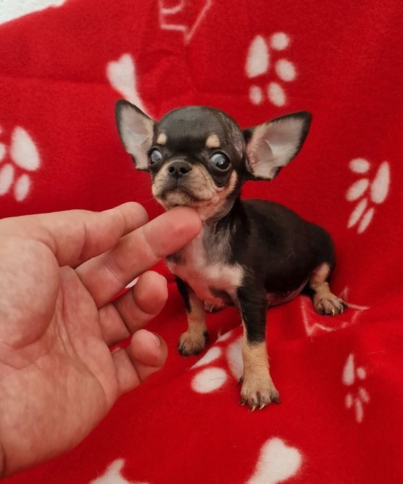 Menino chihuahua