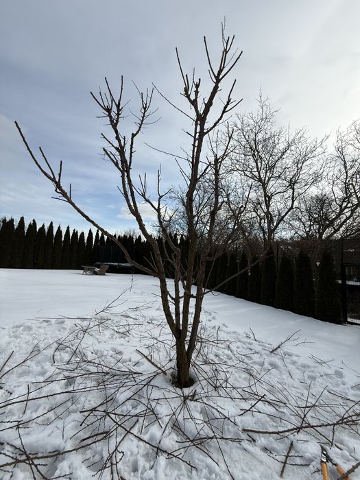 Ландшафтний дизайн,сад,щипоріз,гілкоруб,прибирання,обрізання,лікування
