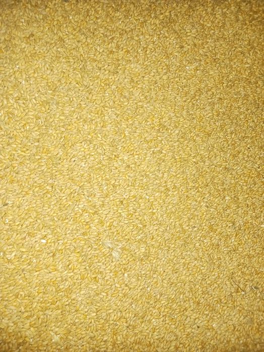 Pszenżyto Jare Mamut