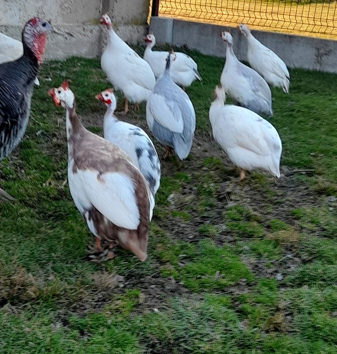 Jaja perlicze , perliczki , biegus i inne.