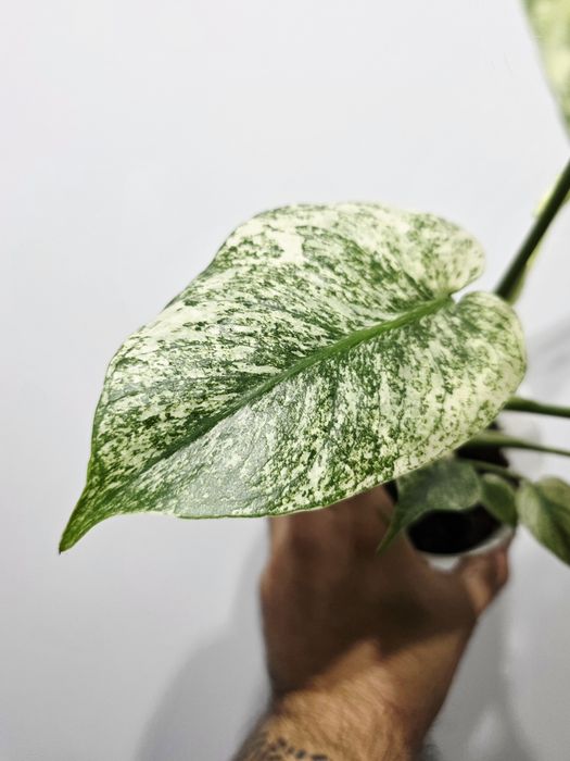 Monstera Deliciosa Mint