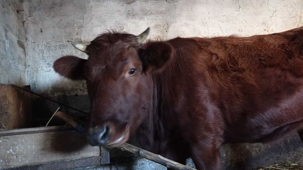 Продам теличку добре вгодовану