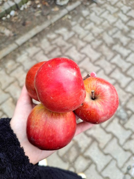 Jabłka z własnego sadu