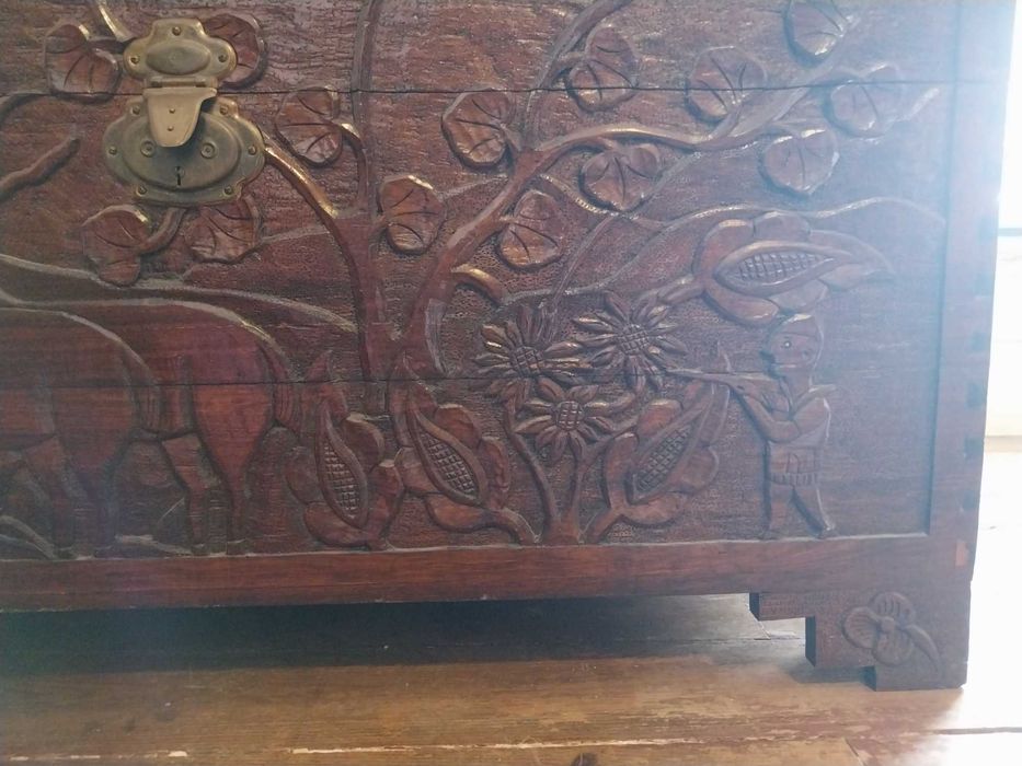 Arca Madeira exótica africana