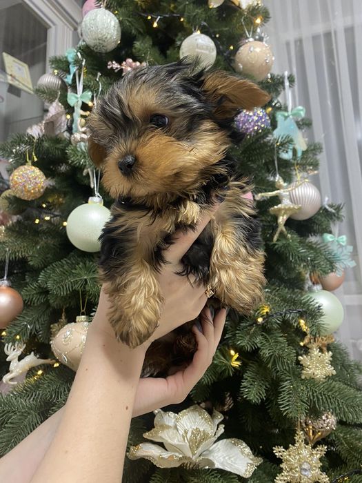 Йоркшерський терєр