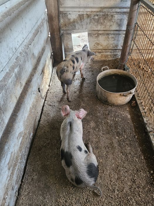 Leitoes mais de 25kg