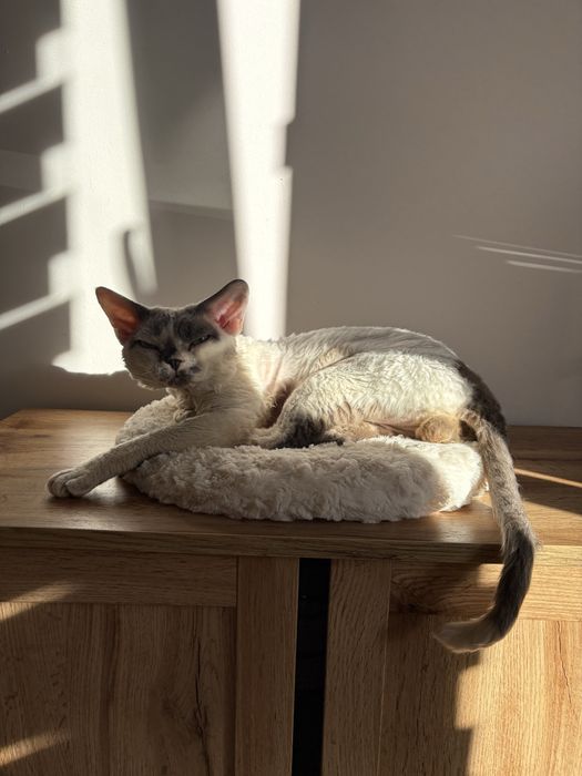 Reproduktor-Devon rex