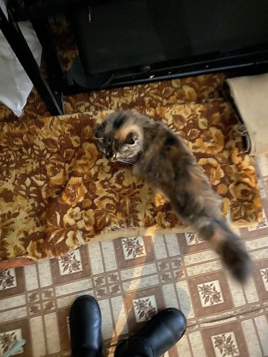 Отдам кошку ,2 ,5 года  очень милая ,