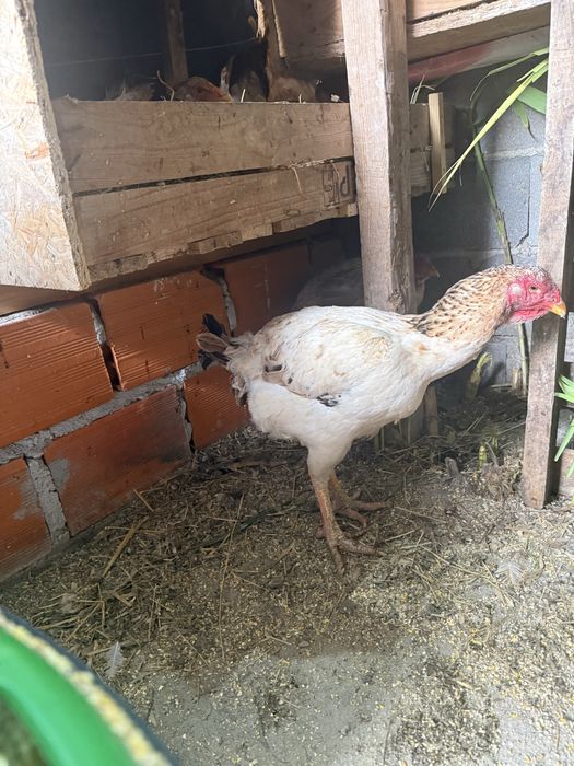 Frangos e frangas Indio gigante