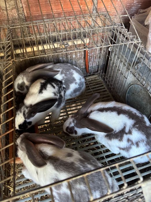 Vendo casal de coelhos