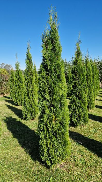 Tuja szmaragd z gruntu 2-2.5m Piękne zdrowe