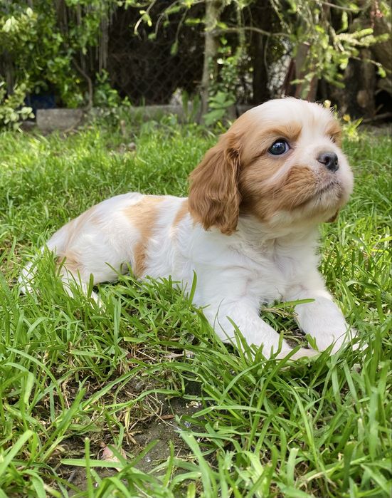 Suczka Cavalier King Charles Spaniel Blenheim