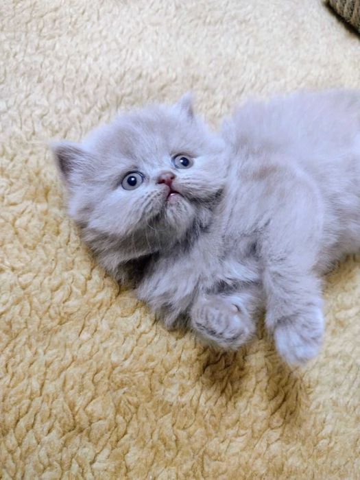 Шотландские малыши!!!