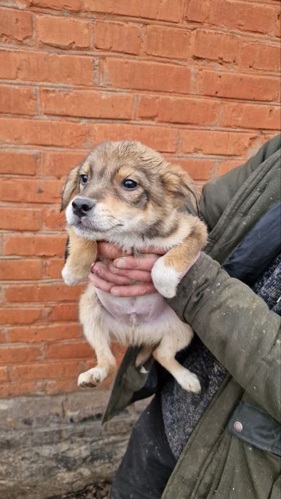 2 хлопчика і дівчинка