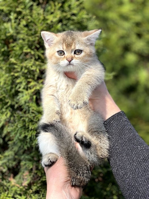 ХШикарний  плюшевий хлопчик