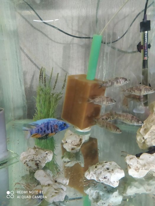 Аквариумная рыба