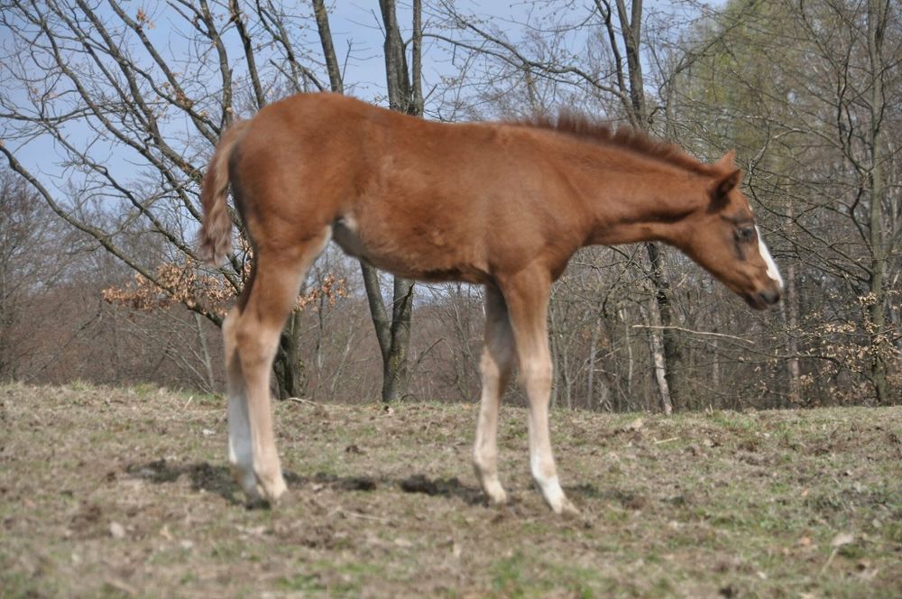 Konie aqh aph odsadki hodowla