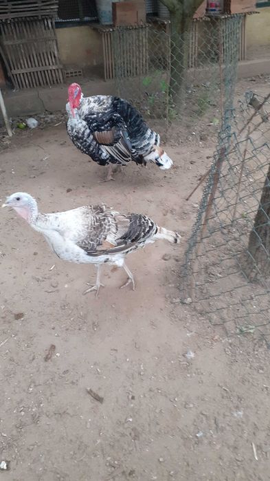 Ovos galados de galinhas Jersey gigante e sedosas do Japão