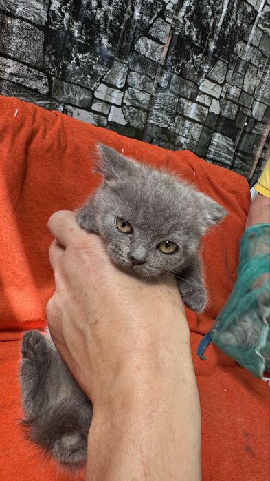 Котята британцы