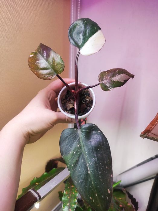 Philodendron Red Anderson/Филодендрон Ред Андерсон