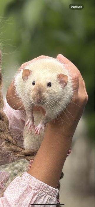 Відам домашнього щура в добрі руки