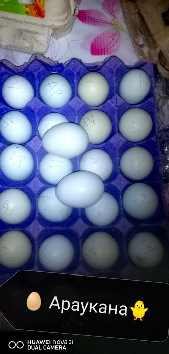Блакитне Інкубаційне яйце Араукана. Голубое яйцо.