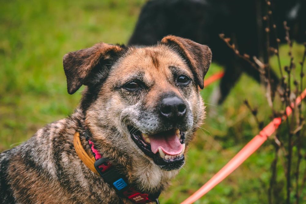 Janinka do pilnej adopcji!