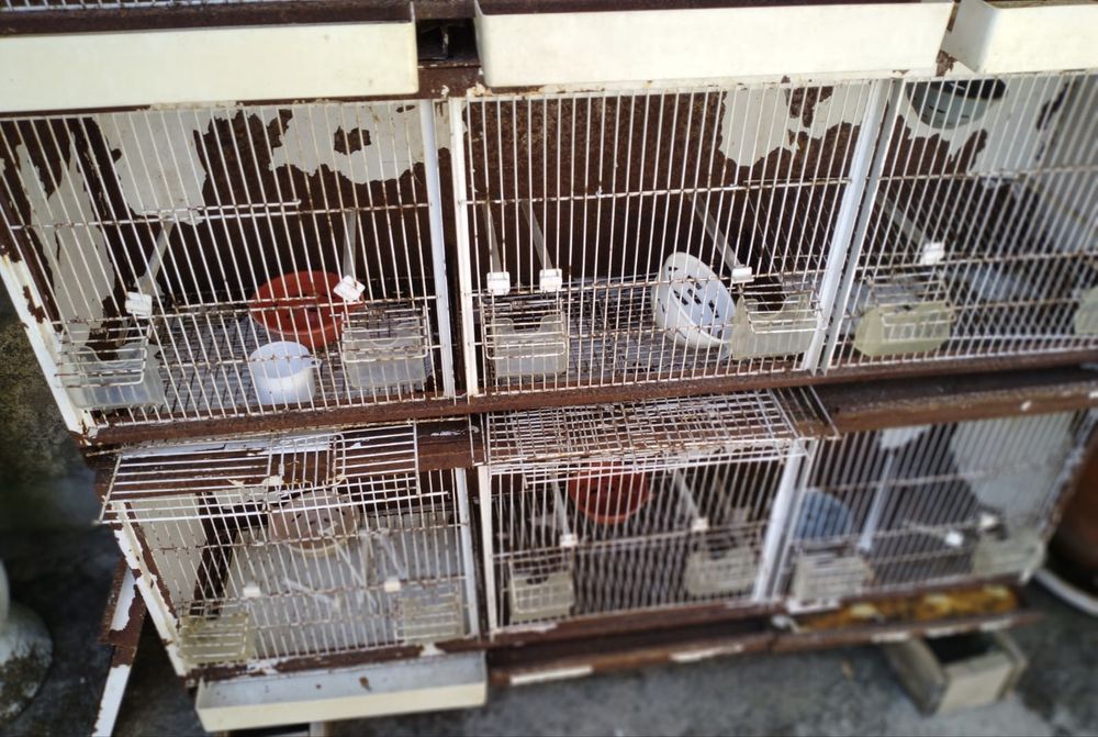 Conjunto de quatro gaiolões