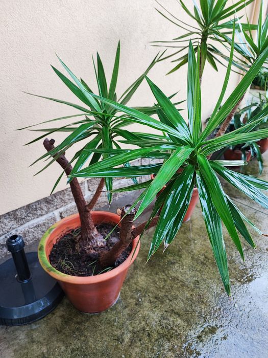 Yuca em vaso com várias medidas