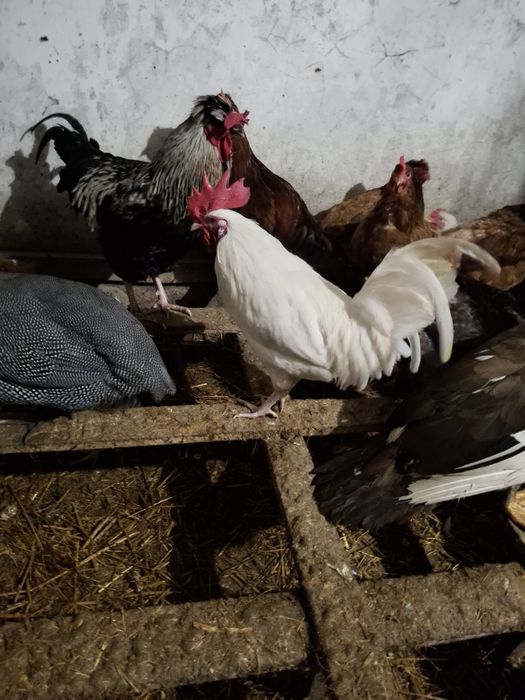 Koguty z wolnego wybiegu