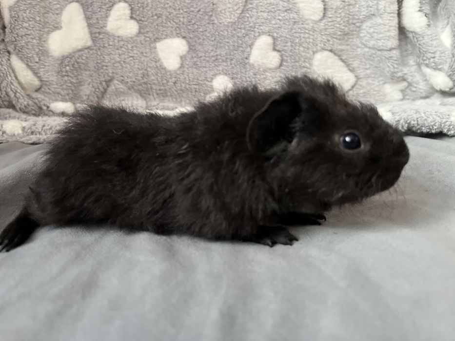 Świnki mordkie US Teddy - chłopaki, wysyłam II