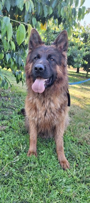 Owczarek niemiecki długowłosy