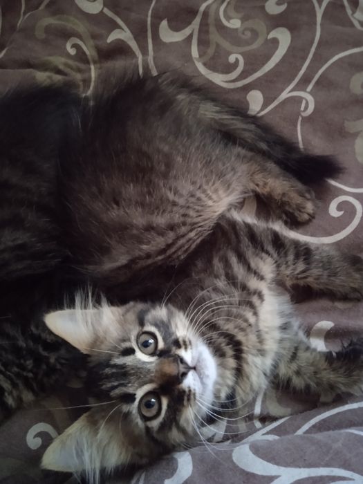 Кошенята 3 місяці