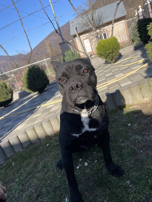 Продаю собаку породи «кане-корсо»!!!