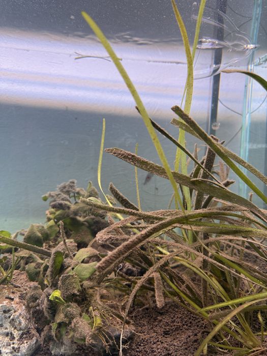 Aquario ada extra-claro 90x45x45