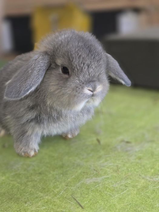 Karzełek baranek, baranek karzełek. Mini lop..rodowód. Hodowla zarejes