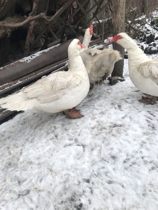 Утки крупные двух линий