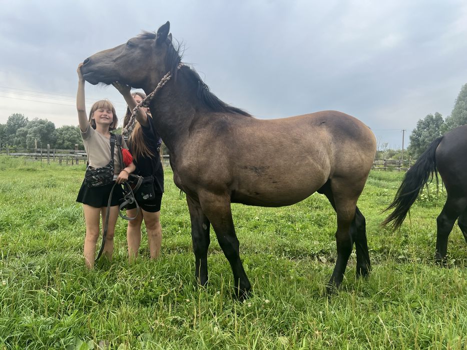 Продам лошадь,жеребець