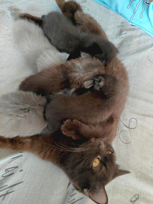 Шотладські кошенята