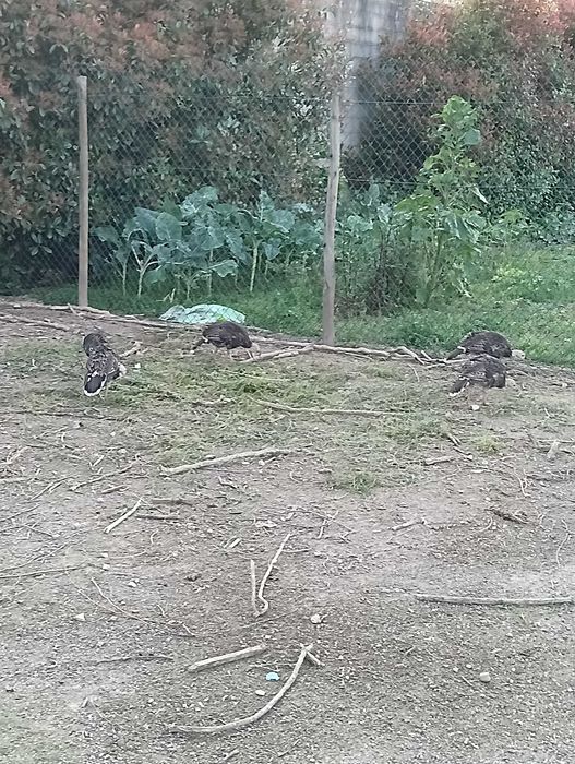 Perus nascidos este ano