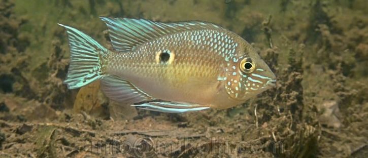 Ziemiojad biotodoma wavrini