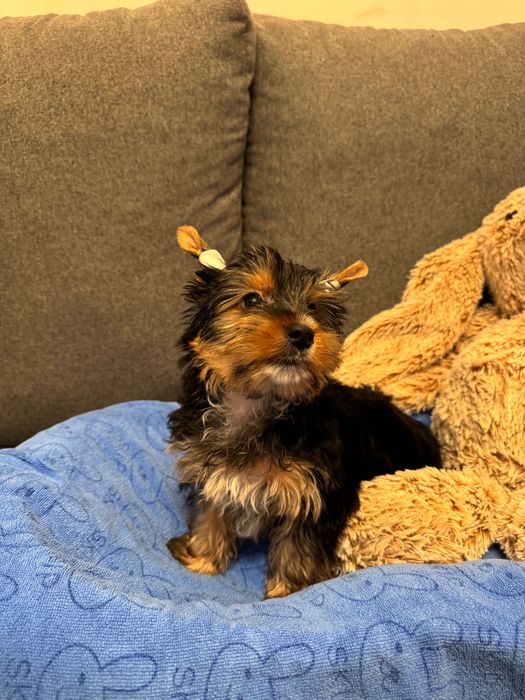 Yorkshire Macho Standarte