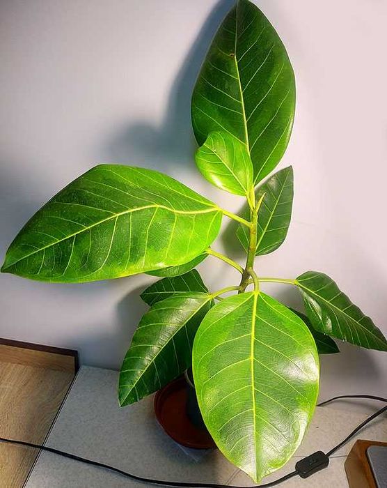 Фікус Альтіссіма Бенгальський Тигр