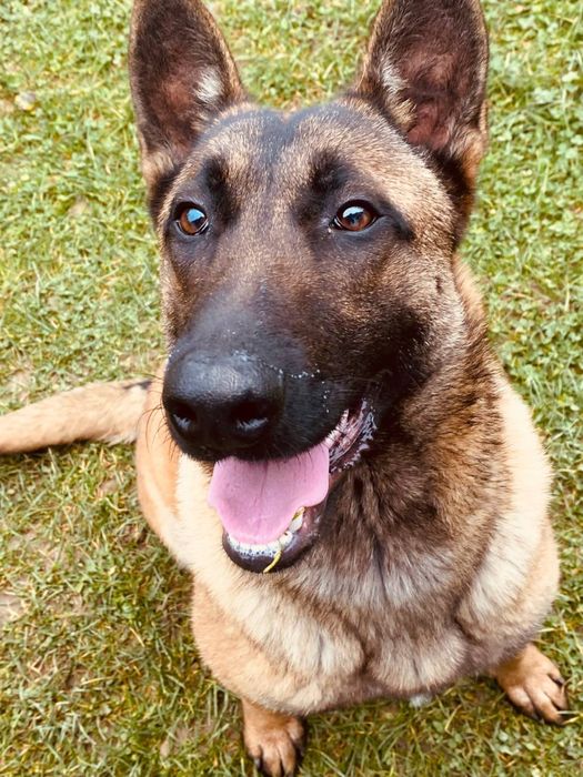 Бельгійська Вівчарка Малінуа пропонуйте ціну