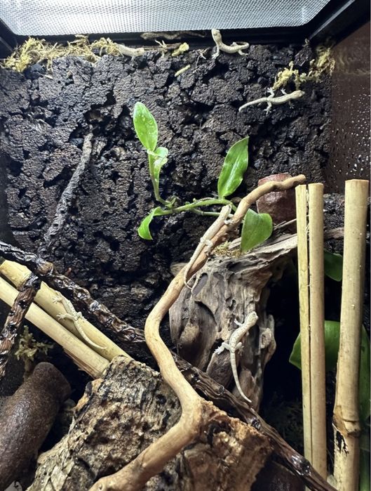 Gekon płaczący gekon jaszczurka isopody prosionki czikczak