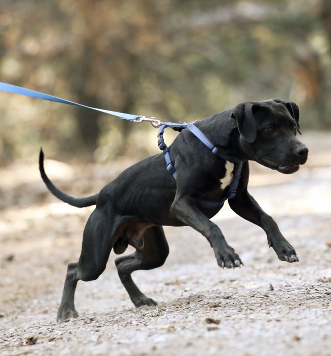 Цуценята та молоді Американські пітбулі.