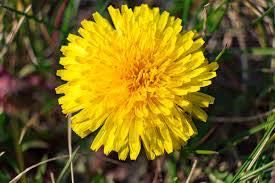 Syrop z mniszka lekarskiego