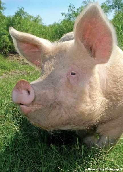 ПРОДАМ свиноматку