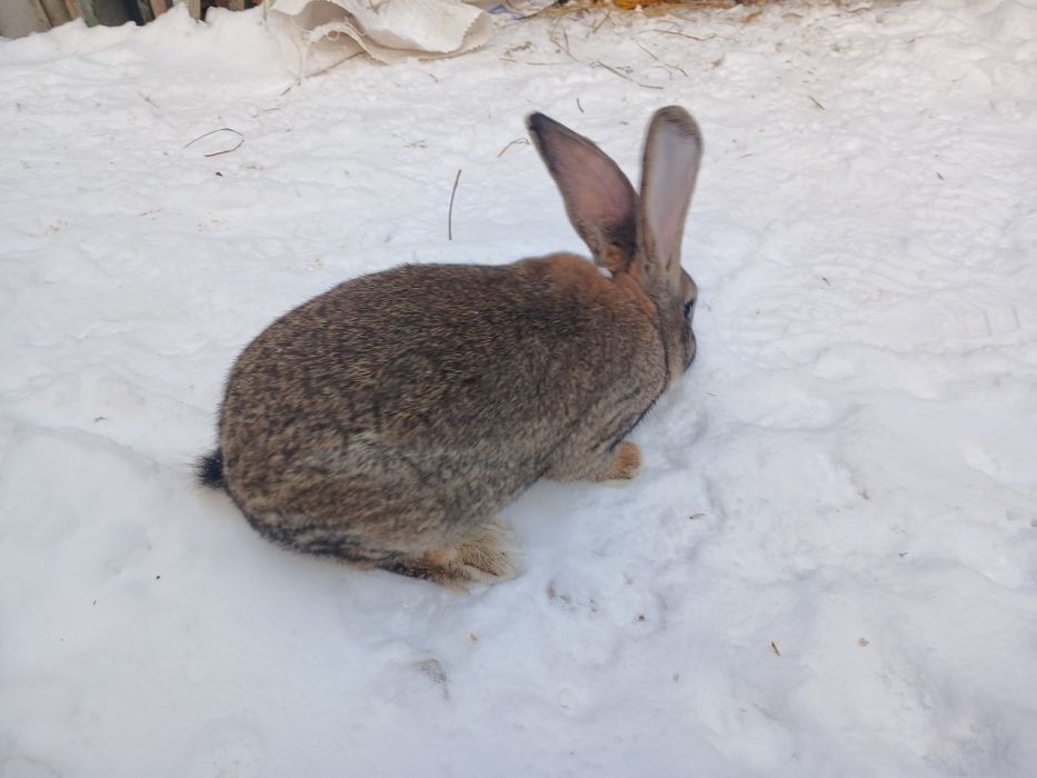 Кріль- самець порода фландир