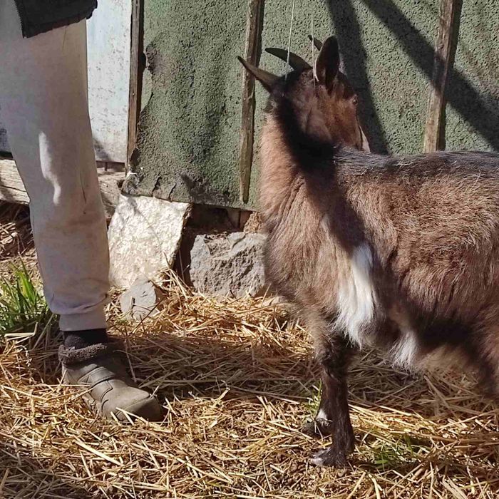 Продається коза ламанча 1,5 роки